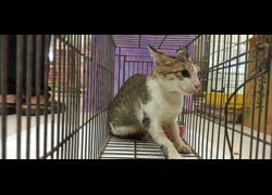 金門縣動物收容中心,編號:470078, 混種貓                 