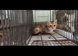 金門縣動物收容中心,編號:470079, 混種貓                 