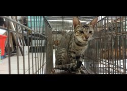金門縣動物收容中心,編號:470080, 混種貓                 