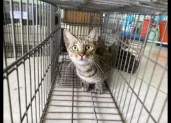金門縣動物收容中心,編號:470081, 混種貓                 