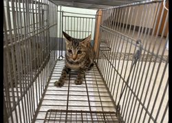 金門縣動物收容中心,編號:470082, 混種貓                 