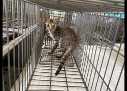 金門縣動物收容中心,編號:470083, 混種貓                 