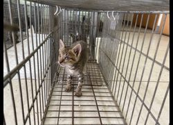 金門縣動物收容中心,編號:470084, 混種貓                 