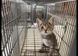 金門縣動物收容中心,編號:470085, 混種貓                 