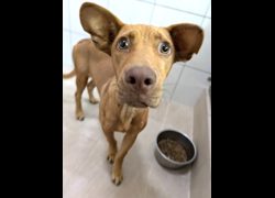 新竹縣動物保護教育園區,編號:469796, 混種犬          