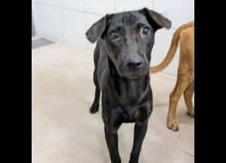 新竹縣動物保護教育園區,編號:469797, 混種犬          
