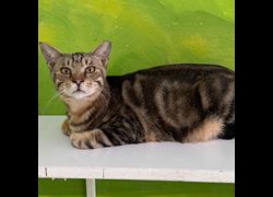 苗栗縣動物保護教育園區,編號:448291, 混種貓                 
