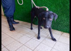 南投縣公立動物收容所,編號:470096, 混種犬          
