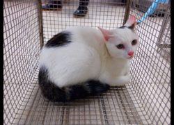 南投縣公立動物收容所,編號:470100, 混種貓                 