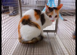 南投縣公立動物收容所,編號:470101, 混種貓                 