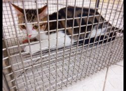 南投縣公立動物收容所,編號:470102, 混種貓                 