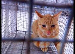 南投縣公立動物收容所,編號:470103, 混種貓                 