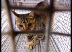 南投縣公立動物收容所,編號:470104, 混種貓                 