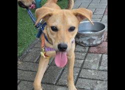 臺南市動物之家灣裡站,編號:412284, 混種犬          