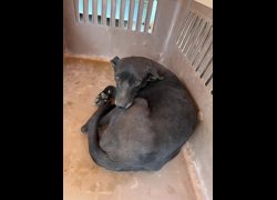 彰化縣流浪狗中途之家臨時收容所,編號:470119, 混種犬          