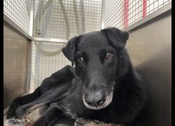 臺北市動物之家,編號:470125, 混種犬          
