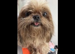 基隆市寵物銀行,編號:470139, 混種犬          