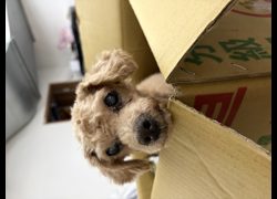 基隆市寵物銀行,編號:470140, 貴賓犬        