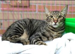 新竹縣動物保護教育園區,編號:470147, 混種貓                 