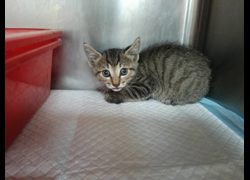 新竹市動物保護教育園區,編號:470148, 混種貓                 