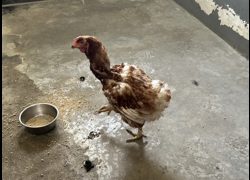 新竹市動物保護教育園區,編號:470150, 雞