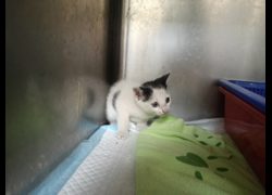 新竹市動物保護教育園區,編號:470154, 混種貓                 