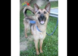 臺中市動物之家后里園區,編號:460657, 混種犬          