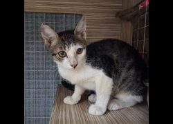 臺南市動物之家灣裡站,編號:468533, 混種貓                 