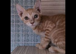 臺南市動物之家灣裡站,編號:468525, 混種貓                 