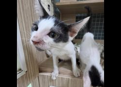 臺南市動物之家灣裡站,編號:468552, 混種貓                 