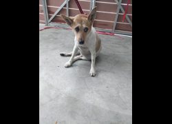 新北市五股區公立動物之家,編號:470174, 混種犬          