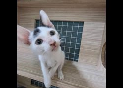 臺南市動物之家灣裡站,編號:468554, 混種貓                 