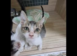 臺南市動物之家灣裡站,編號:468556, 混種貓                 