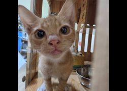 臺南市動物之家灣裡站,編號:462815, 混種貓                 