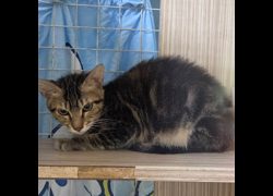 臺南市動物之家灣裡站,編號:460626, 混種貓                 