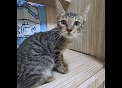臺南市動物之家灣裡站,編號:464180, 混種貓                 