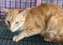 臺東縣動物收容中心,編號:470180, 混種貓                 