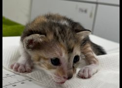 臺北市動物之家,編號:470185, 混種貓                 