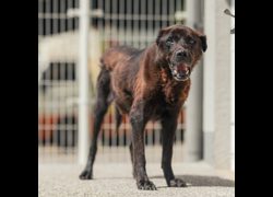 新北市瑞芳區公立動物之家,編號:466113, 混種犬          