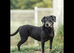 新北市瑞芳區公立動物之家,編號:404901, 混種犬          