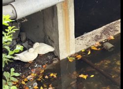 新竹市動物保護教育園區,編號:470195, 鴨