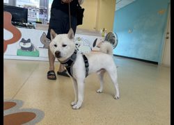 新竹市動物保護教育園區,編號:470213, 柴犬                  