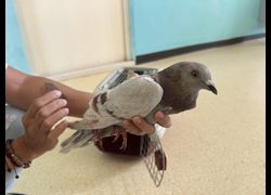 新竹市動物保護教育園區,編號:470266, 未確認