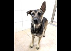 新竹縣動物保護教育園區,編號:470176, 混種犬          