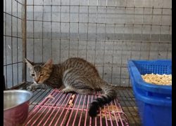 新竹市動物保護教育園區,編號:470234, 混種貓                 