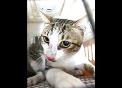 宜蘭縣流浪動物中途之家,編號:470271, 混種貓                 