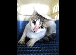 宜蘭縣流浪動物中途之家,編號:470272, 混種貓                 
