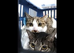 宜蘭縣流浪動物中途之家,編號:470273, 混種貓                 