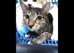 宜蘭縣流浪動物中途之家,編號:470274, 混種貓                 