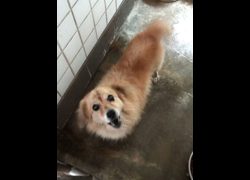 宜蘭縣流浪動物中途之家,編號:470275, 混種犬          